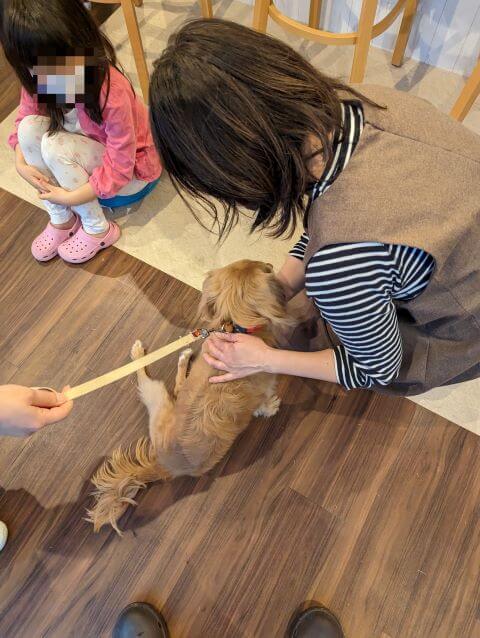 福岡県糸島市にある「1's Cafe（ワンズカフェ）」でミックス犬チャックちゃんがなでられている画像